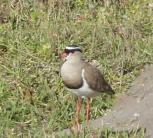 Schöne Vögel im Nationalpark