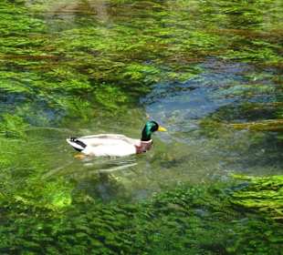 Am Wasser der Sorgue