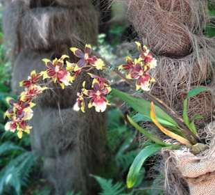 Botanischer Garten