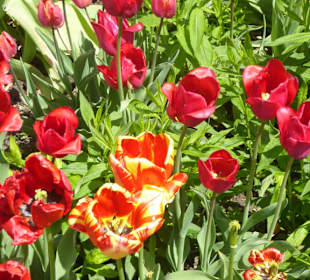 Hofgarten am Dachauer Schloss