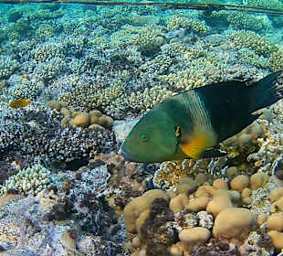 Schnorcheln Sharm el Sheikh