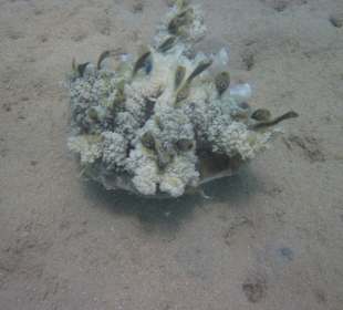 Keine Ahnung, haben wir zum ersten Mal gesehen