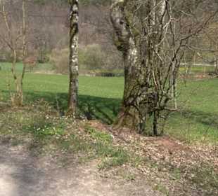 Waldkulturerbe Neuweiler Viehweide