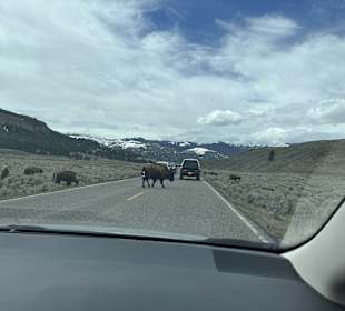 Yellowstone Nationalpark