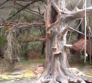 Südamerika Bereich - Südamerikahaus