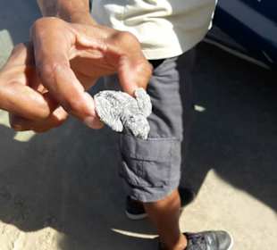 Nehmen eine verirrte Schildkröte mit zum Meer