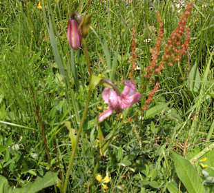 Wilde Orchideen