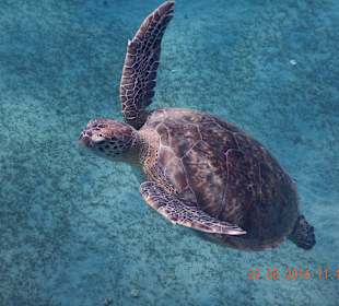 Ausflug nach Dabab-grüne Meeresschildkröte