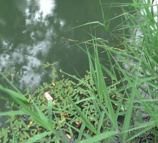 Fischlehrpfad Neu-Ulm