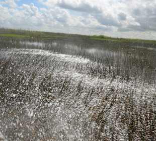 Everglades