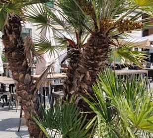Auch hier mit Palmen