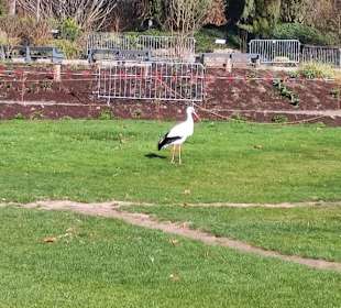 Storch im Luisenpark