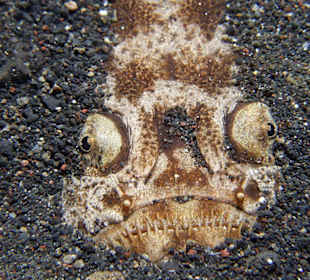 Stargazer wartet auf Beute...