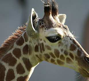 Hier gibt es wohl noch ein Portrait