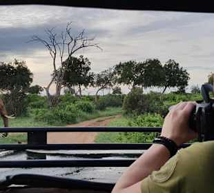 Safari mit dem Jeep