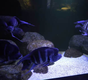 Aquarium