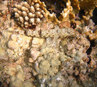 Hotel Stella Makadi Beach Resort