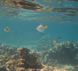 Unterwasser, glasklares Wasser