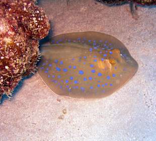 Nurkowanie w Sharm el Sheikh - podwodne życie