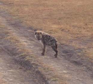 Tüpfelhyäne