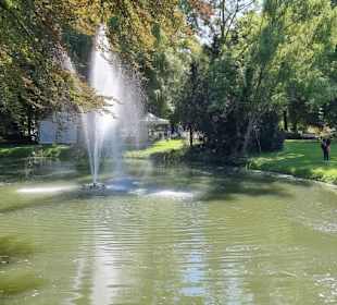 Der Weiher mit vielen Enten