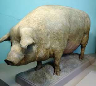 Abteilung "Haustiere" im Haus der Natur