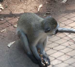 Was die Giraffen nicht fressen.