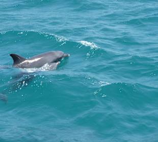 Flipper, oder?