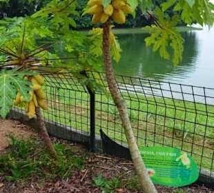 Singapur Zoo