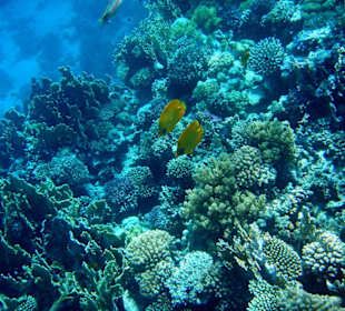Tobia Reef