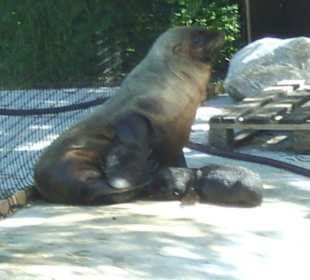 Seebärenmutter mit Baby