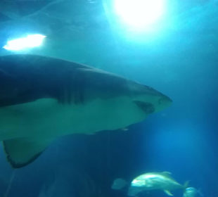 Aquarium / Oceanongrafic