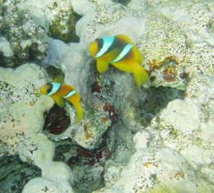 Nemo und Merlin waren auch in Sharm el Naga