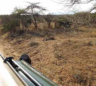 Er lag fast direkt vor unserem Auto..