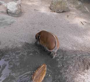 Tierpark Hagenbeck