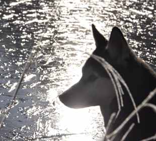 Huskys zum Anfassen und Erleben