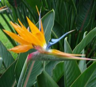 Blume