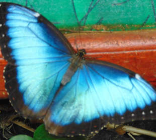 La Paz Waterfall Gardens