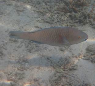 Unterwasserwelt Musandam