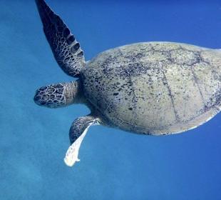 Abou Dabab (Marsa Alam)