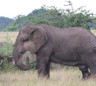 Elefant im Queen-Elizabeth-Nationalpark