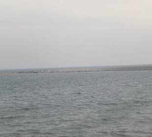 Seehundbank Tegeler Plate