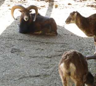 Alpenwildpark Pfänder - Muflone