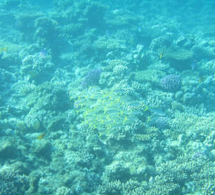 Hausriff Arabia Azur Resort