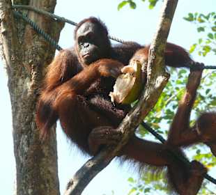 Orangutans