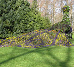Blumen Insel Mainau