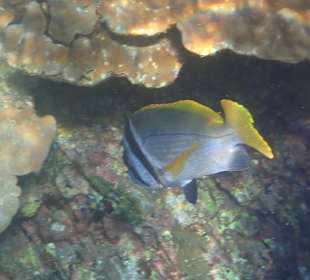 Unterwasserwelt Musandam