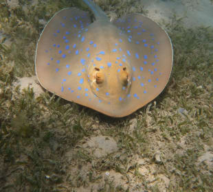 Schnorcheln Makadi Bay