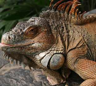 Begrüßung durch einen freilaufenden Waran