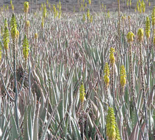Aloe-Vera-Farm Maxorata